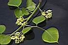 印度黃檀-花01.JPG