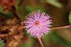含羞草-花04.jpg