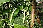四季豆-實-白36.JPG