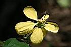 四葉黃槐-花04.jpg