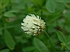 埃及三葉草-花6.JPG