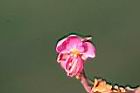 大果鐵刀木-花07.jpg
