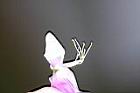 宿根羽扇豆-花蕊1.jpg