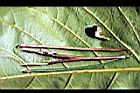 寬翼豆-豆2.jpg