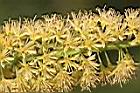 小實孔雀豆-花22.jpg