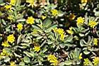 小黃花椒草13.jpg