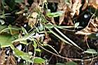 山珠豆7.jpg