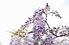 日本紫藤-花11.JPG