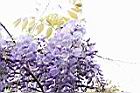 日本紫藤-花24.JPG