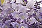 日本紫藤-花34.JPG