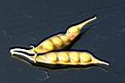 樹豆-豆莢01.jpg