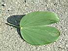 洋紫荊-葉正0.JPG