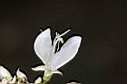 白木蘇花-花2.jpg