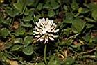 白花三葉草-花06.JPG