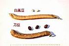 白鳳豆-刀豆-豆莢06.jpg