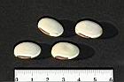 白鳳豆-種子07.JPG