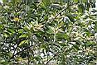 直幹相思樹-花序3.jpg