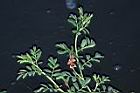 穗花木藍-花00.JPG