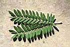 粉撲花-葉正2.JPG