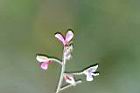 紫花山螞蝗-花6.jpg