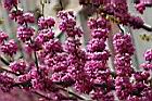紫荊-花07.JPG