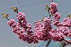 紫荊-花13.JPG
