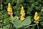 翅果鐵刀木-花6.JPG