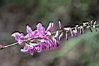 脈葉木藍-花01.jpg