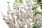 花旗木-花序02.JPG