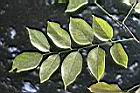 菲律賓紫檀-葉正2.jpg