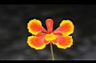 蛺蝶花-花瓣02.JPG
