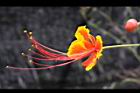 蛺蝶花-花蕊12.JPG