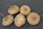 豆薯-塊根02.JPG