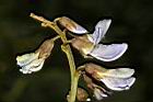 豆薯-花01.JPG