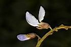 豆薯-花05.JPG