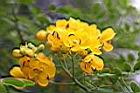 金邊黃槐-花05.jpg