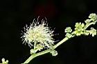 金龜樹-花26.JPG
