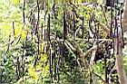 阿勃勒-實13.JPG