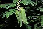 雞母珠-青實09.JPG