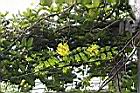雲實-花.jpg