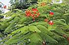 鳳凰木-花50.JPG