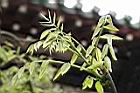 龍爪槐-嫩葉02.JPG