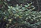 大野牡丹10.JPG