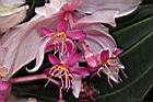 寶蓮花-花02.JPG