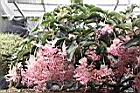 寶蓮花10.JPG