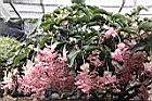 寶蓮花11.JPG