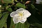 白花野牡丹-花04.jpg