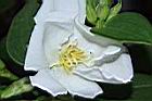 白花野牡丹-花13.JPG