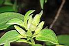 白花野牡丹-花苞04.JPG