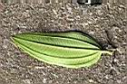白花野牡丹-葉背0.jpg